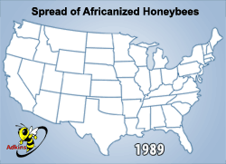 Honey Bee Removal - Africanized