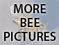 More Bee Pictures